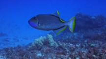 Male Gilded Triggerfish Swims Back And Forth, Displaying Bright Blue Throat