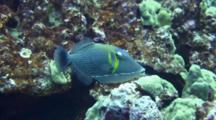 Lei Triggerfish Swims, Spits Out Bits Of Coral From Feeding