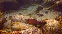 Mempachi(Soldierfish)Stops Close To Hideout, Then Enters