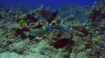 Bullethead And Palenose Parrotfish Feed On Coral
