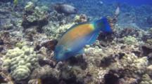 Bullethead  Parrotfish Feeds On Coral