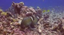 2 Adult Rockmover Wrasses Moving Chunks Coral Rubble