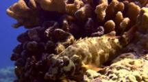 Slo-Mo Stocky Hawkfish Perched Beneath Coral Outcrops