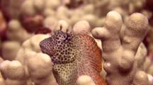 Shortbodied Blenny Perched In Finger Coral