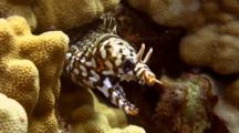 Dragon Moray-Mouth Open- Snapping Jaws