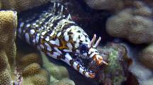 Dragon Moray-Mouth Open- Snapping Jaws