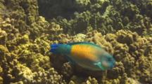 Bullethead Parrotfish Crunching On Coral