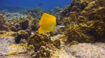 Longnose Butterfly Feeds On Sea Urchin Remains