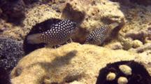 Hawaiian White Spotted Tobies Nibble On Collector Urchins