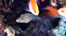 Hawaiian White Spotted Toby Mixes With Anthias In Coralhead