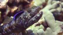 C/U Head, 2 Spot Lizardfish Cleaned By Juv Cleaner Wrasse