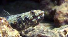 Lizard Fish Immobile, Dorsal Fin Moving