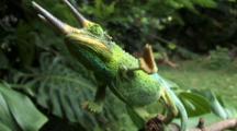 Jacksons Chameleon Reaches For Camera-View Of Feet