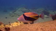 Reef Or Picasso Triggerfish On Shallow Reef