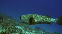 Spiny Pufferfish Swims Along Dropoff