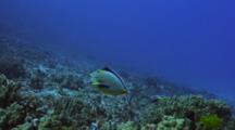 Orangespine Surgeonfish Cleaned By Hawaiian Cleaner Wrasse
