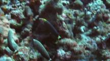 Male Psychedelic Wrasse Swims With His Females