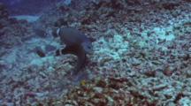 Rockmover Wrasse Throws Around Chunks Coral Rubble