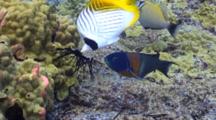 Threadfin Butterfly And Saddle Wrasses Feed On Sea Urchin