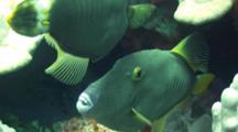 Pair Barred Filefish In Coral, Displays Teeth
