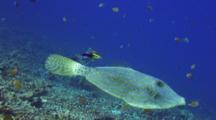 Single Filefish Stops For Cleaning By Cleaner Wrasse