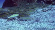 Resting Goatfish Rise From Bottom As Camera Approaches