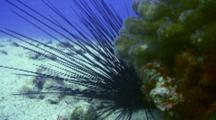 Long-Spined Urchin Attached To Coral