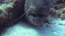 Yellow Margin Eel, Cleaner Shrimp In Mouth, Coughs It Out