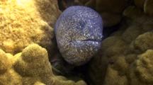Camera Approaches Peppered Moray In Its Hideaway