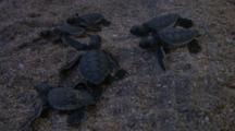 Olive Ridley Hatchlings Erupt From Nest On Beach, Puerto Angel