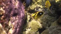 Ser. Major Chases Reef Fish Eating Eggs