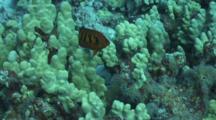Flame Angelfish Staying Close To Coral, Peeks At Camera