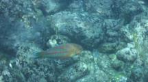 Christmas Wrasse Swims Over Lava Rocks In Shallow Water