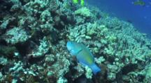 Bullethead Parrotfish Nibbling On Coral
