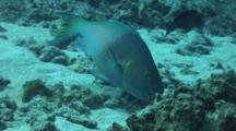Male Bullethead Parrotfish Feeding On Coral