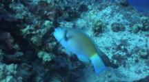 Male Bullethead Parrotfish Feeding On Coral