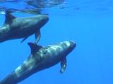 Pair Pygmy Killer Whales Play Ahead Camera