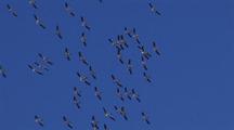 White Pelican Flock Flying, Soaring