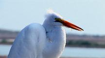  Great White Egret Stands With Tidal Flats Background