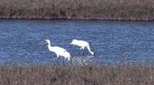 Whooping Cranes Wade And Feed