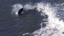Atlantic Bottlenose Dolphins Leap In Boat Wake