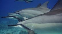 Spinner Dolphin Pod  Swims Slowly Close To Camera--Behavior