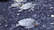 Group Green Sea Turtles ( Chelonia Mydas) Resting On Rocky Beach