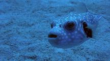 Stripebelly Puffer(Arothron Hispidus)Swims To Camera, Amusing Expression On Face