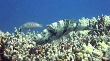 Scribbled Filefish(Aluterus Scriptus)Camouflaged, C/U,  Maneuvers To Feed  