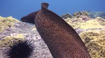 Huge White Mouth Moray Eel(Gymnothorax Meleagris)Swims In Open, Followed Closely By Camera