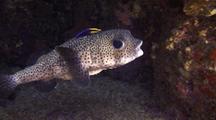 Porcupinefish(Diodon Hystrix), Cleaned By Cleaner Wrasse(Labroides Phthirophagus), Has One Enter And Exit Mouth