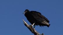 Black Vulture (Coragyps Atratus) Surveys From Dead Tree