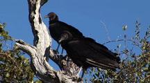  Pair Black Vulture (Coragyps Atratus) Surveys From Dead Tree