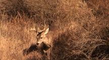 Sierra Del Carmen Whitetailed Buck Moves Through Brush Of Big Bend National Park